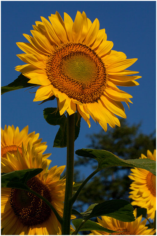 Sunflowers No 170 PRES s